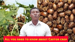 Is castor crop profitable? All you need to know about Castor crop in Nigeria