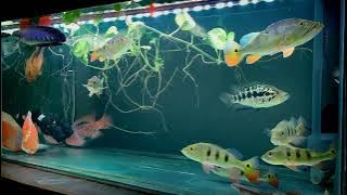 story WA ikan pbas warna cantik-cantik