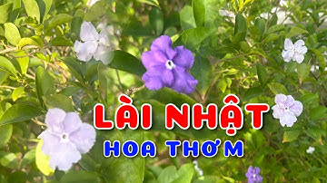 Cây Lài Nhật hoa thơm đặc sắc | 0386569374 - Ngọc Ngân Bến Tre | Chuyên cây độc lạ