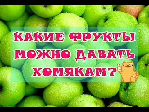 КАКИЕ ФРУКТЫ МОЖНО ДАВАТЬ ХОМЯКАМ? | ПИТАНИЕ ХОМЯКОВ &#55356;&#57166;