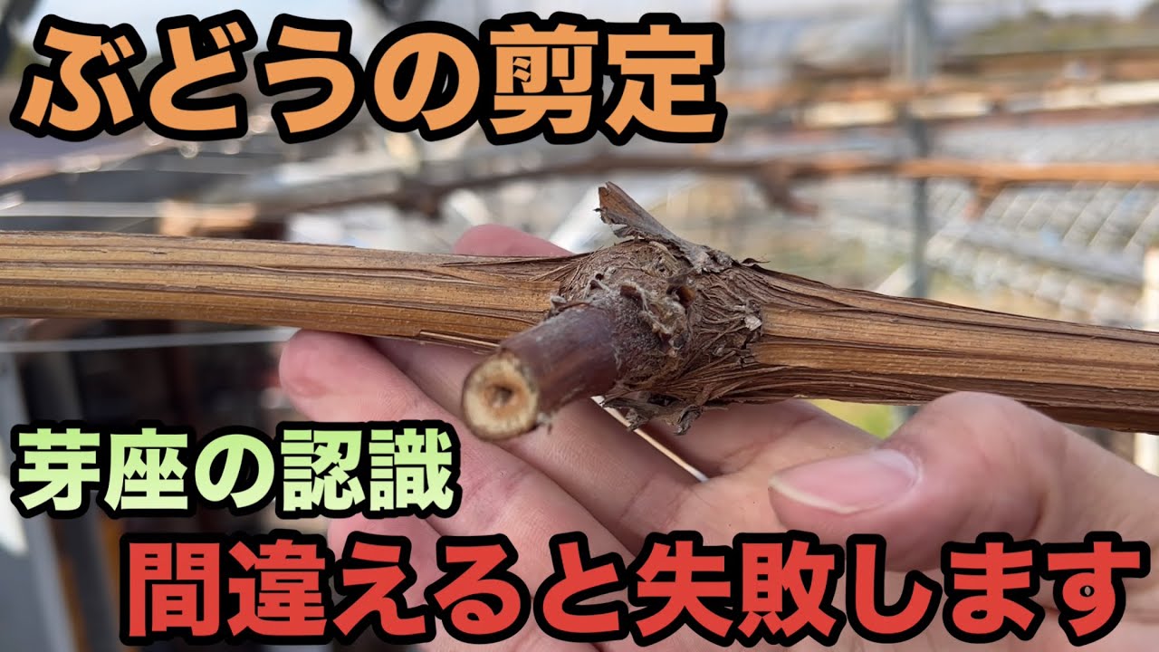 「ぶどうの剪定」正しい芽座の作り方〜これを間違えると木作りは失敗します〜2024-02-10
