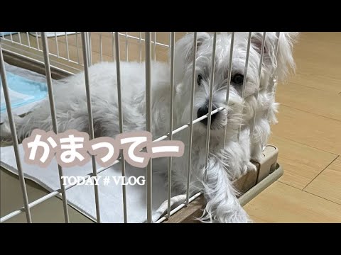 #18 子犬　夜の様子　ウェスティ７か月 ウエストハイランドホワイトテリア　室内犬