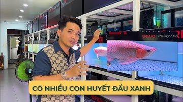 QUÝT LONG đầu xanh, thịt xanh, lồng vảy xanh có phải lên màu tốt hơn, màu đỏ hơn các loại khác ?