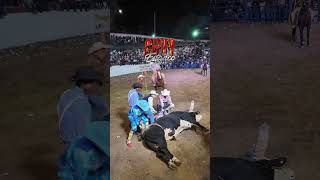 Toro 🐂 cae al salir del cajón #jaripeo #musica #corridos #fiesta #caballos