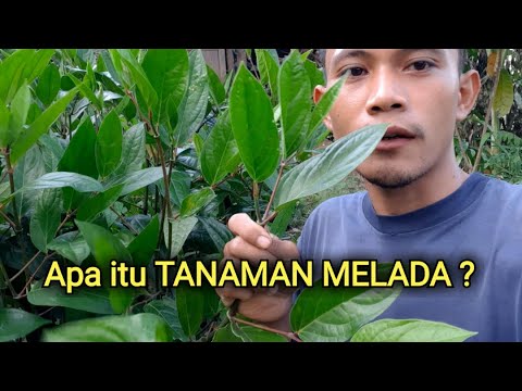 Video: Apa Itu Tanaman