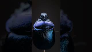 Navigating the Night: How Dung Beetles Use the Milky Way as Their Guide