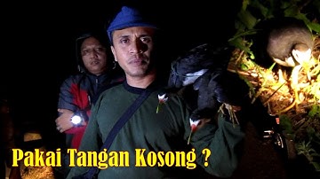 TANGKAP RUAK RUAK DENGAN TANGAN KOSONG