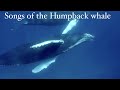 Sounds of Nature: mindblowing Humpback Whales singing