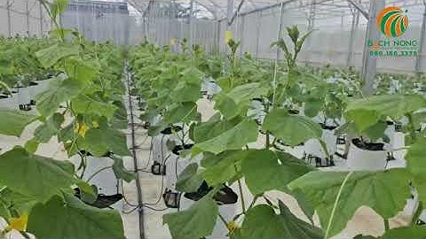 Mô hình nhà màng trồng rau hữu cơ | Thiết kế & thi công trọn gói bởi Lưới Bách Nông