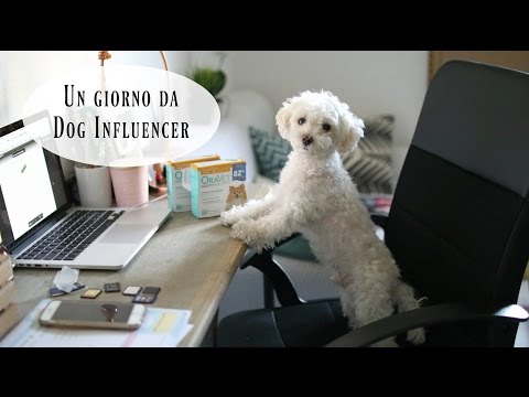 UN GIORNO DA DOG INFLUENCER con ORAVET 🐶🐾😂