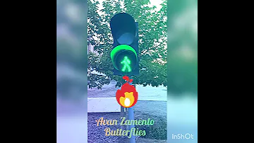 Avan Zamento Butterflies Preview 