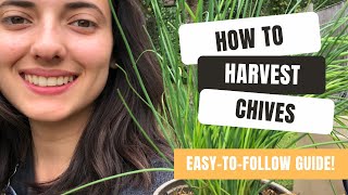 Everything You Need To Know About Harvesting Chives
