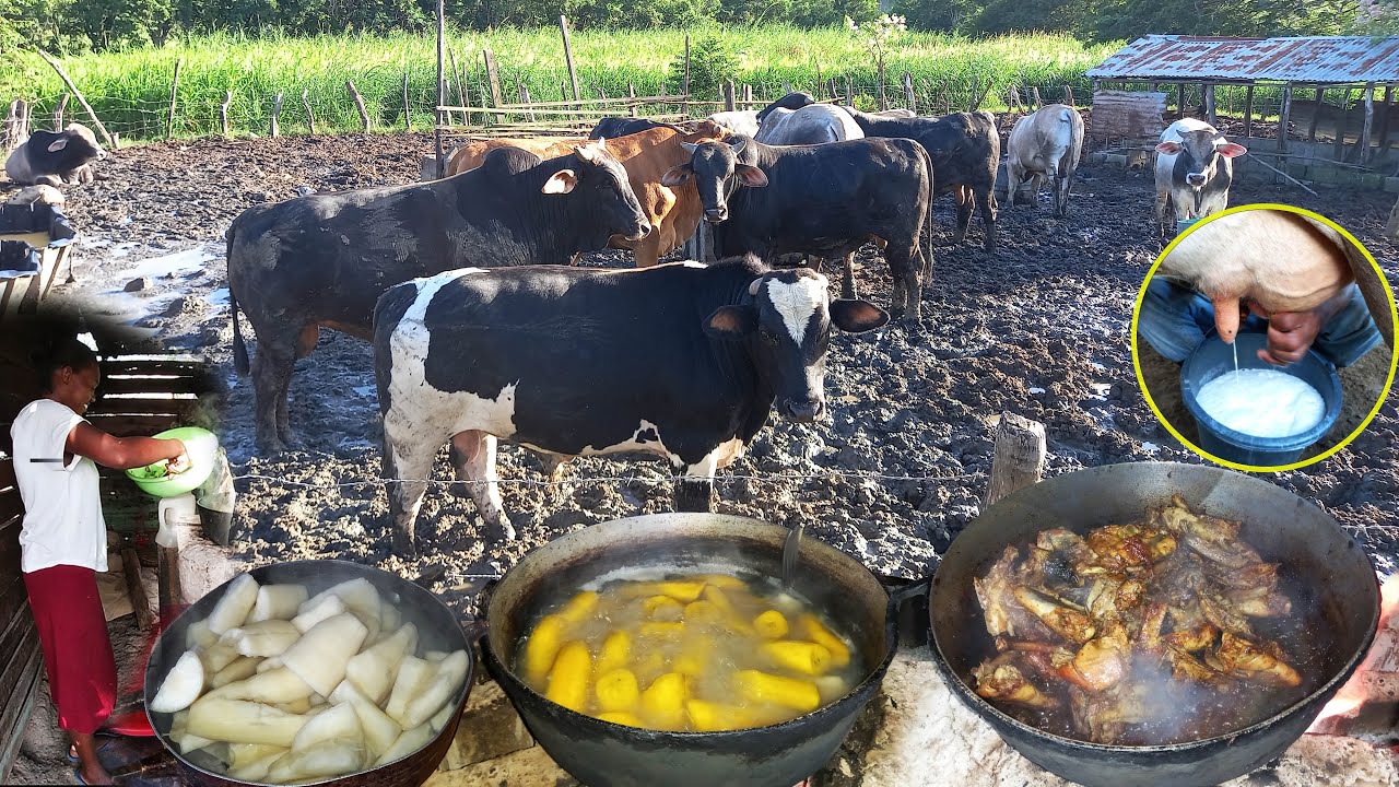 Un dia en el Campo Republica dominicana, Ordeñando, Cocinando