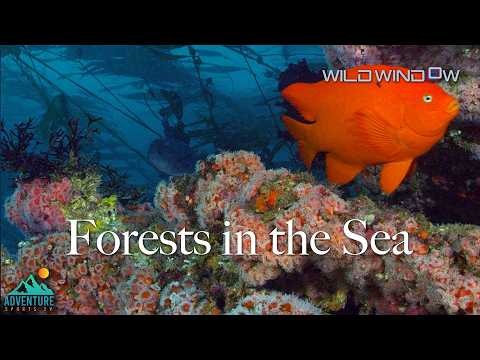 Wild Window: Forests in the Sea | 4K Kelp Forests from Alaska to California