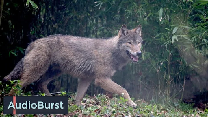 International Wolf Center's Nancy Jo Tubbs Explain...