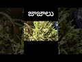 à à Ÿà à à à à à à 3 à µ à à à œà Trending Ytshorts Viralshorts Ple Subscribe Jajalu à œà à œà à à Like Share Yt 🠊🠊 à à Ÿà à à à à à à 3 à µ à à à œà Trending Ytshorts Viralshorts Ple Subscribe Jajalu à œà à œà à à Like Share Yt 🠊🠊