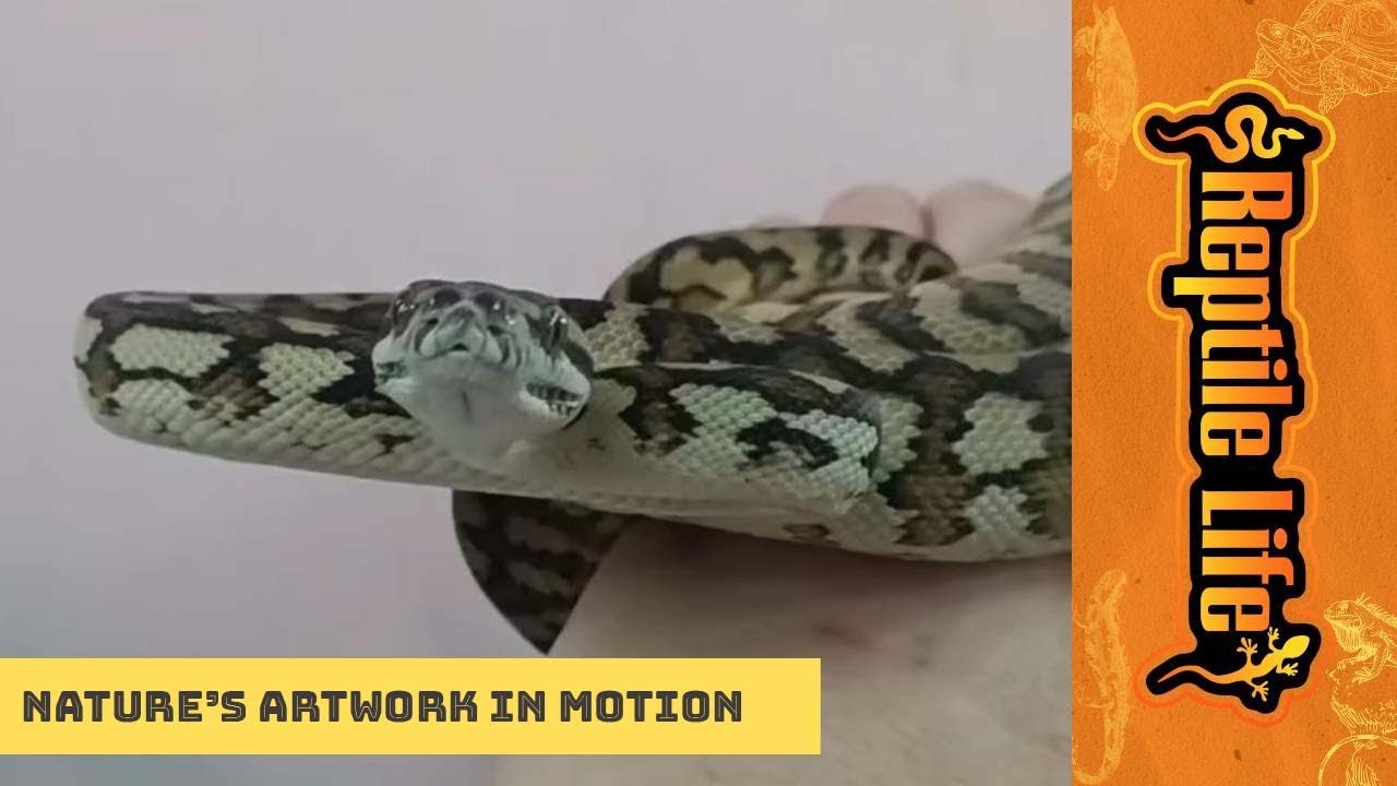 Awesome Darwin Carpet Python | Reptile Life Ferntree Gully - YouTube