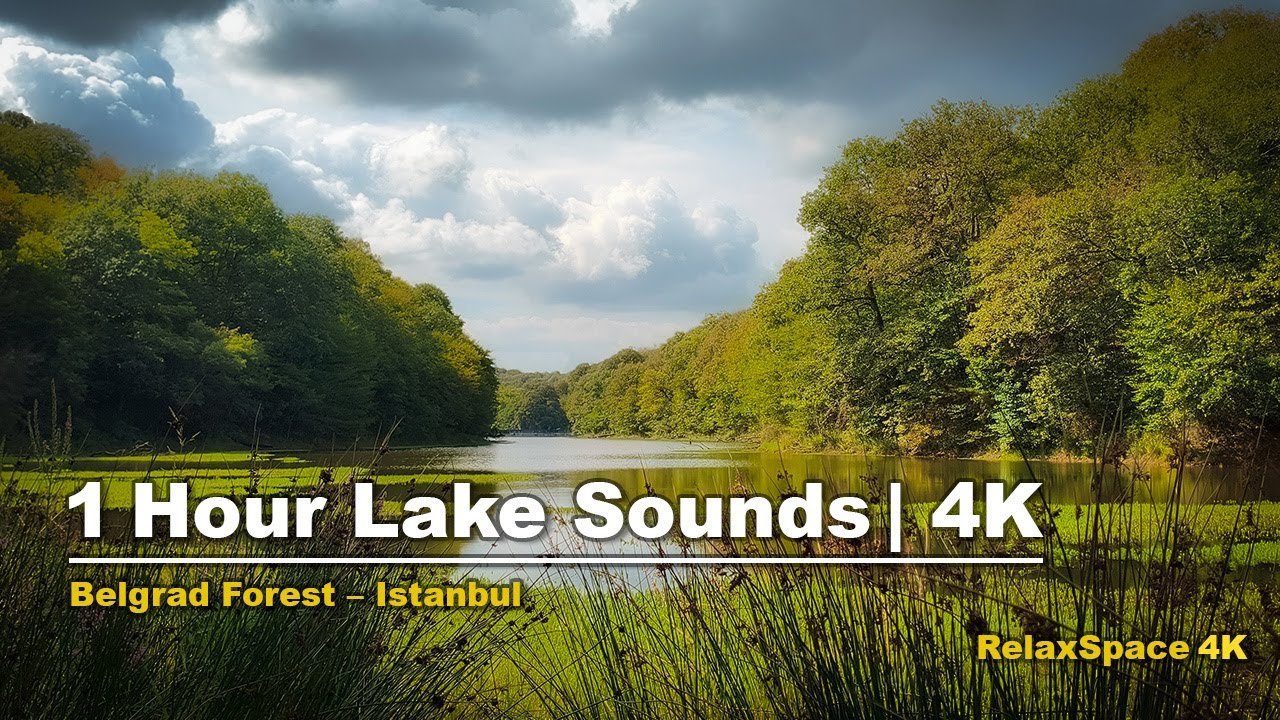 Calm Lake Ambience in Belgrad Forest Istanbul | 1 Hour 4K Relaxing Nature Sounds