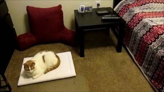 Celebrity Review of IKEA Lack side table Profile