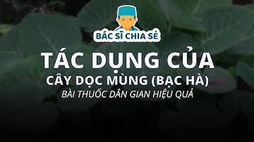Tác dụng của cây dọc mùng (bạc hà) - bài thuốc dân gian hiệu quả | Nhịp Sống Khỏe VOH