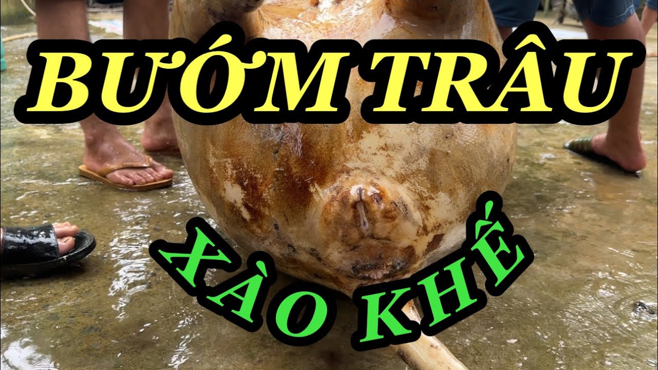 Mổ Trâu Đãi Cả Làng | Canh Pịa Và Những Món Ngon Từ Trâu - YouTube