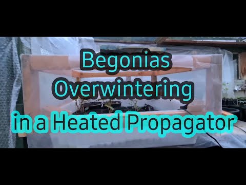 Overwintering begonias in a heated propagator