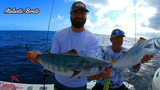 Slow Pitch Jigging!! What Shape Jig & Why Offshore fish/dive