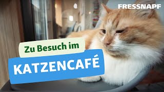 Zu Besuch in einem Katzencafé