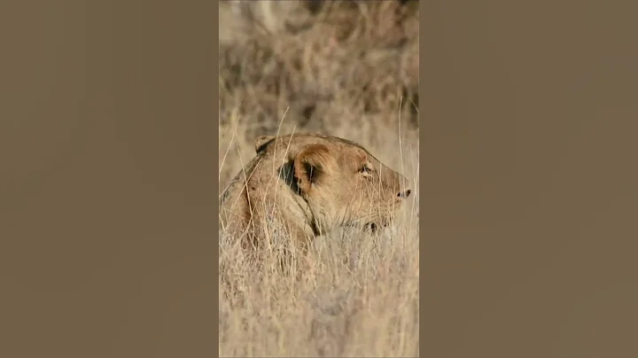 Best Kruger Lion Sightings #krugernationalpark