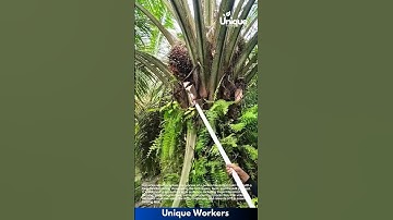 Palm fruit harvest: using a long-handled sickle