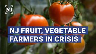 Aprils freeze caused millions of dollars in crop losses in NJ