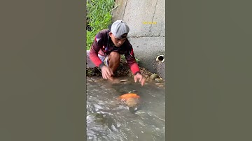 Cá Lớn - bắt Cá Đẹp mắc kẹt kẽ đá dưới suối 😱 #khacthuyvlogg