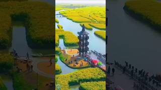 Amazing China --Rapeseed Fields #Travel #Shorts