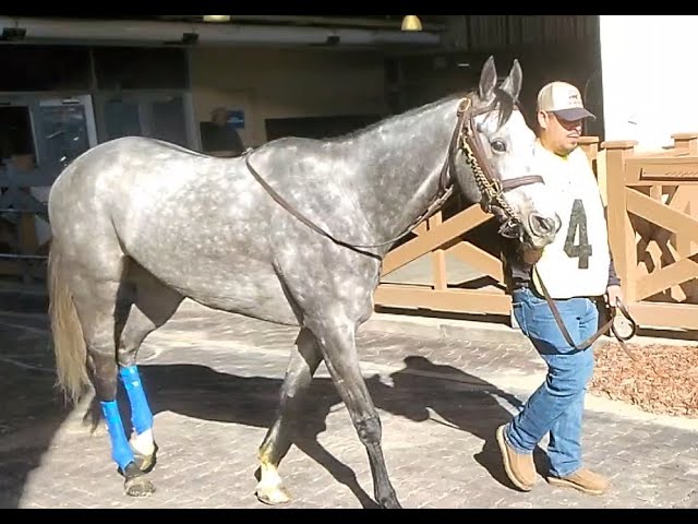 Dust Commander trading card (1970 Kentucky Derby Winner) 2007