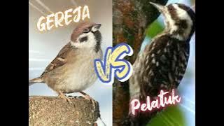 Masteran Guru Vokal Full Gereja Tarung VS Pelatuk
