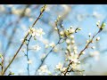 🌹🌳🌷☀️ Spring haul / Весенние покупки. Часть #2. ("Реформа" и "Wildberries".)
