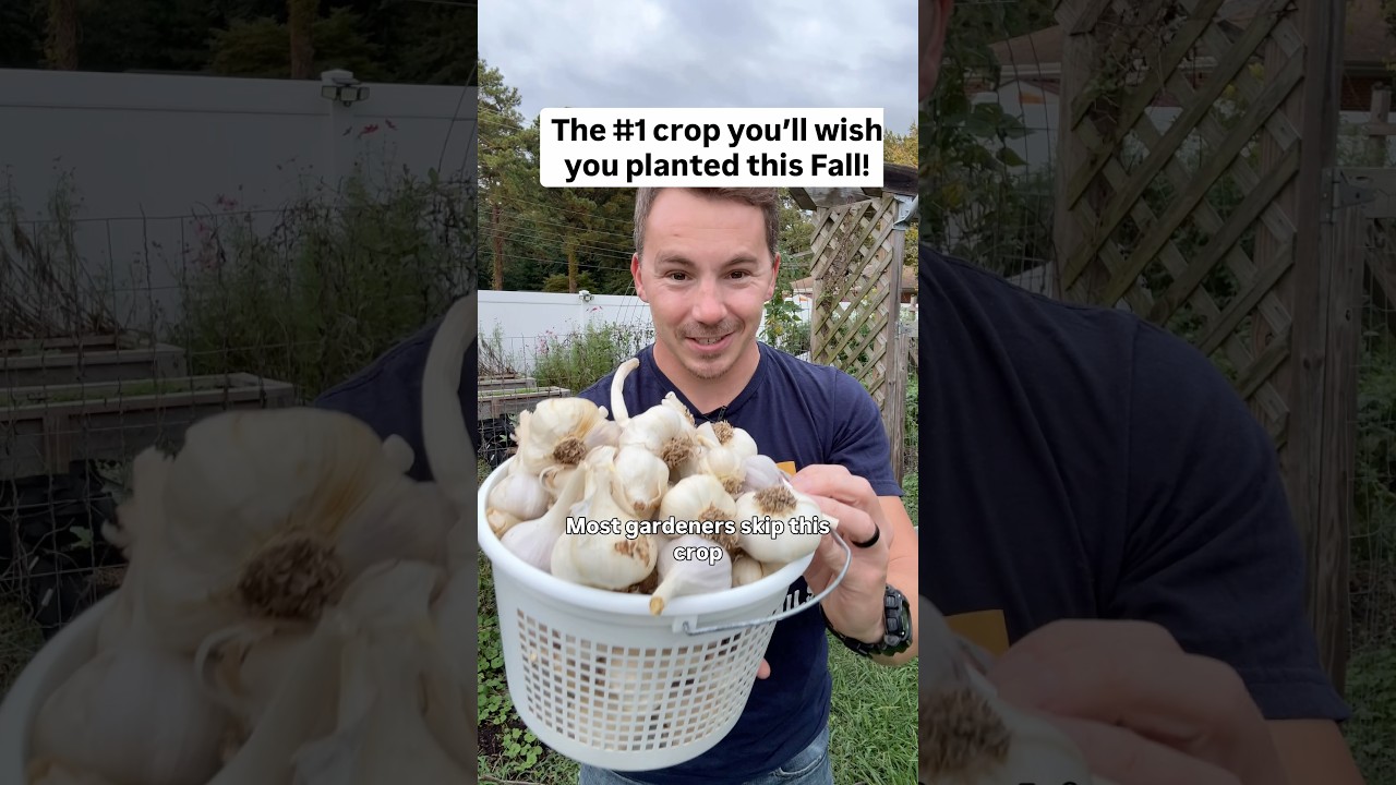 Приходите на мой мастер-класс по чесноку!