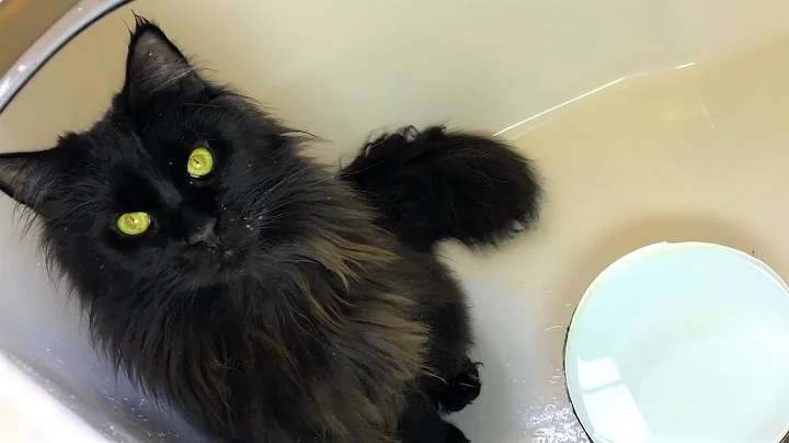 Video 104801: maine coon cat drinking, coon cat drinking water, maine coon cat black, maine coon cat enjoying, pure maine coon, first maine coon