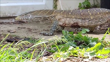 Aggressive Nile monitor (varanus niloticus) taming, stroking, wondering the garden