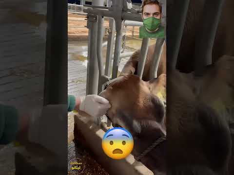 بقرة تتألم بسبب قرنها هل كان هذا القرار صائب ا