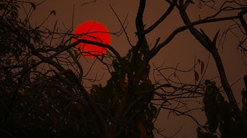 The Rising Moon | 4k video | Nature lapse