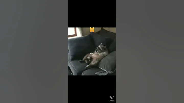 raccoon funny short ;)