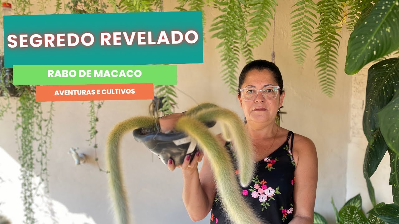 Segredo Revelado: Como Deixar Seu Cacto Rabo de Macaco Gordinho e Peludo!