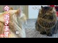 絶体絶命。ママをブチキレさせて人生終わりかけた娘を救出に来る男ｗ