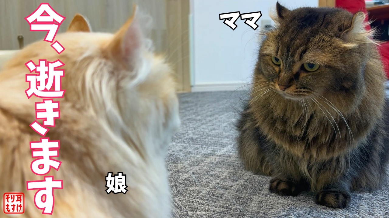 絶体絶命。ママをブチキレさせて人生終わりかけた娘を救出に来る男ｗ
