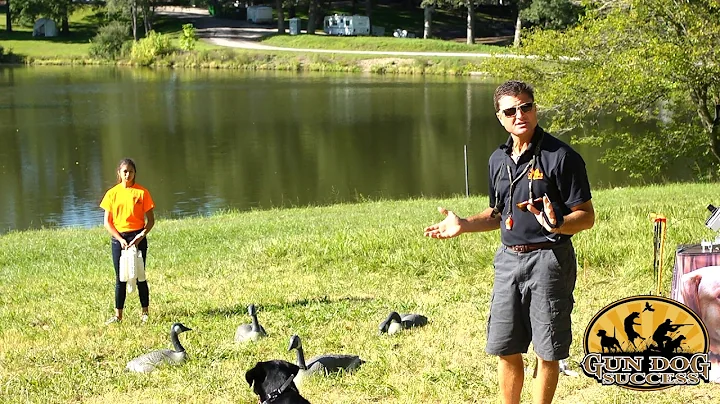 How to teach a Dog to be steady - Retriever Training