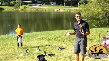 How to teach a Dog to be steady - Retriever Training