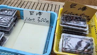 石岡市　大場観光ぶどう園に行く。#巨峰