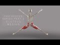 The glutes series part 2 gluteus medius 3d animation