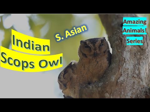 Indian Scops Owl